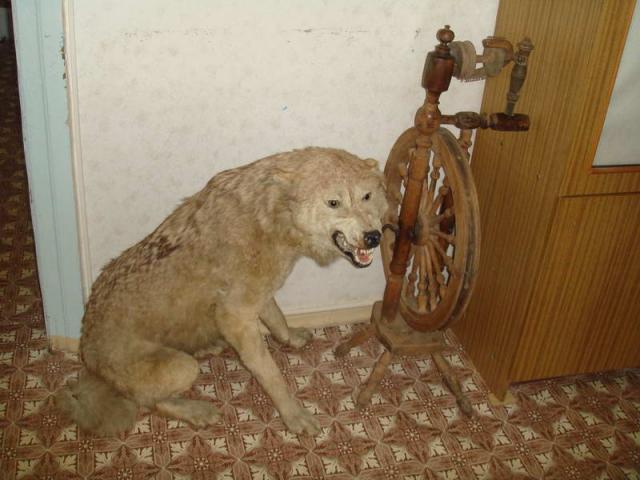 Who left the dog out ?!!